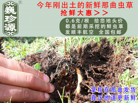 ���r���x�Ĳ����������r�x����Ρ��Դ0.6��/���^�����r�������x�Ĳݣ������ڳ����������^�����r�x��