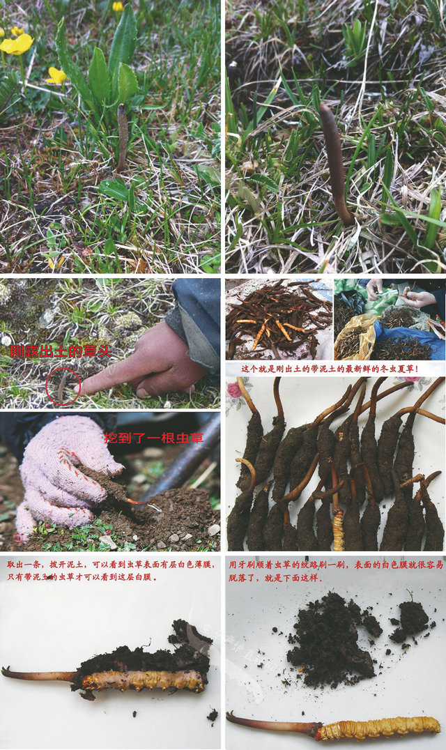 ���r���x�Ĳ݈DƬ,���r�x�݈DƬ,���r���x�Ĳ�ʲô���ӈDƬ,���r���x�ĲݵĈDƬ