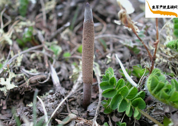 ���x�Ĳ�����ô�γɵ�,���x�Ĳ�����ô���L(zh��ng)�ɵ�,���x�Ĳ����L(zh��ng)�^�����������L(zh��ng)������